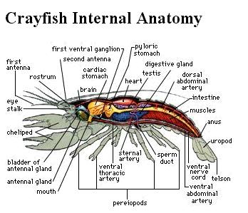 Diagram Of Crayfish