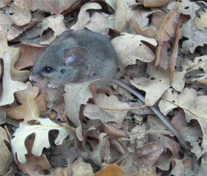 rock pocket mouse