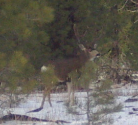 Mule Deer Buck