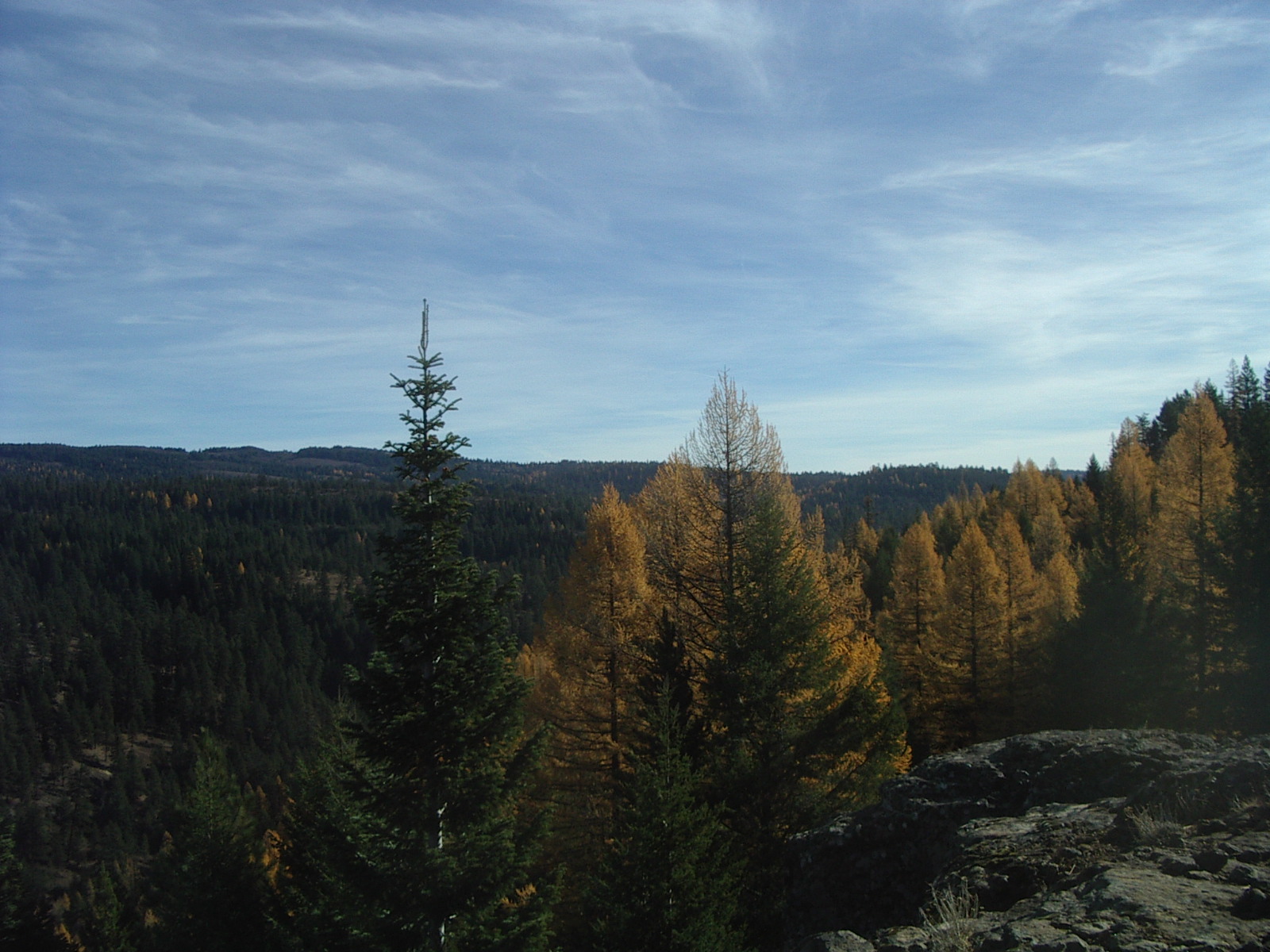 Larch