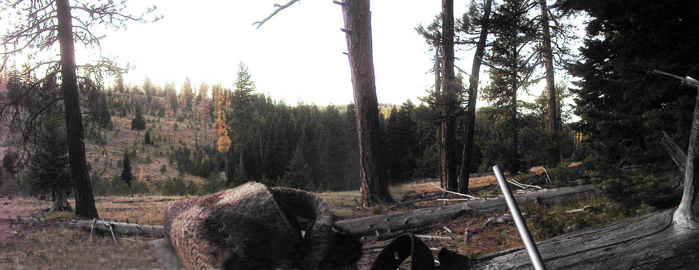 View from Log