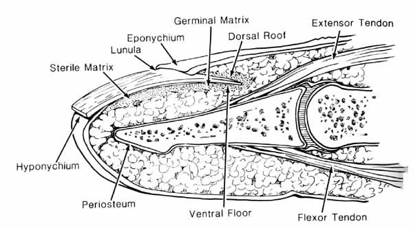 Anatomy Of Fungi